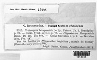 Protomyces menyanthis image